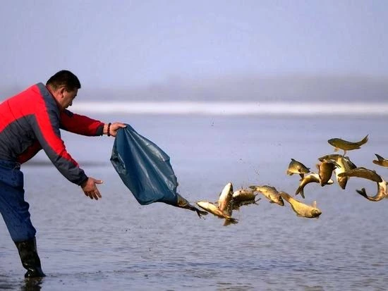 Nghĩ về lòng từ bi với loài vật